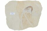 Huge, Fossil Shrimp (Antrimpos) - Solnhofen Limestone #188636-1